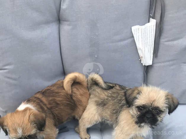 Shih Tzu Cross Pug Puppies For Sale In Milton Keynes On Freeads