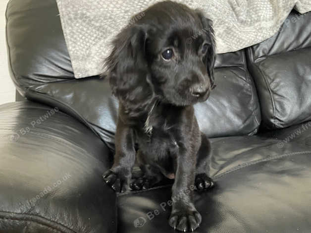 10 week old cocker 2024 spaniel