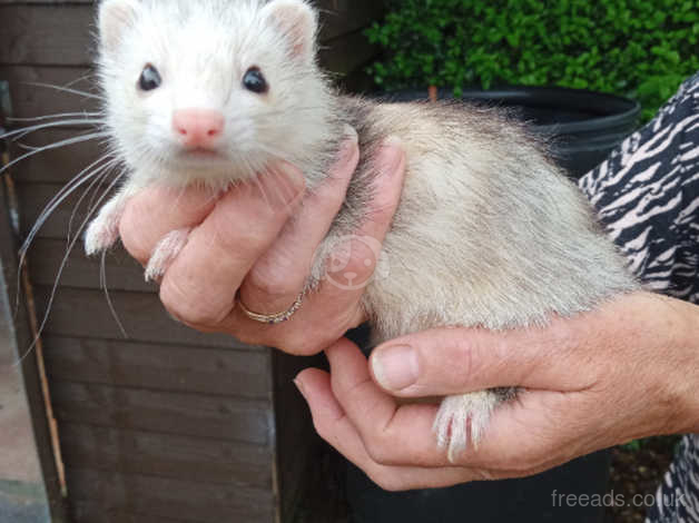 Ferrets for hot sale sale around me