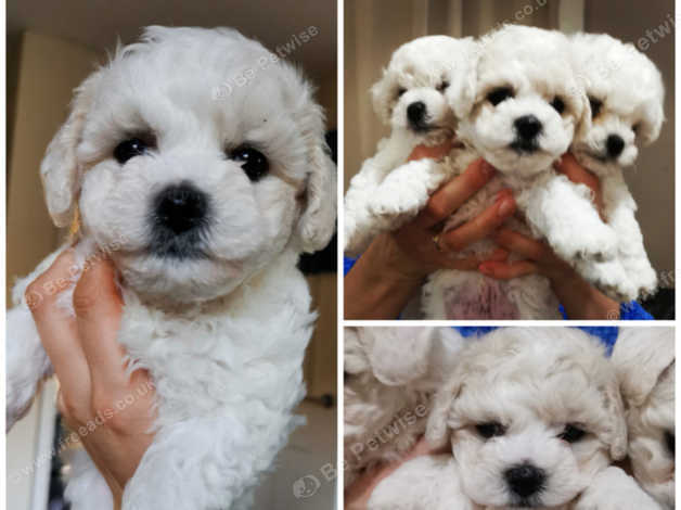 Bichon sales near me