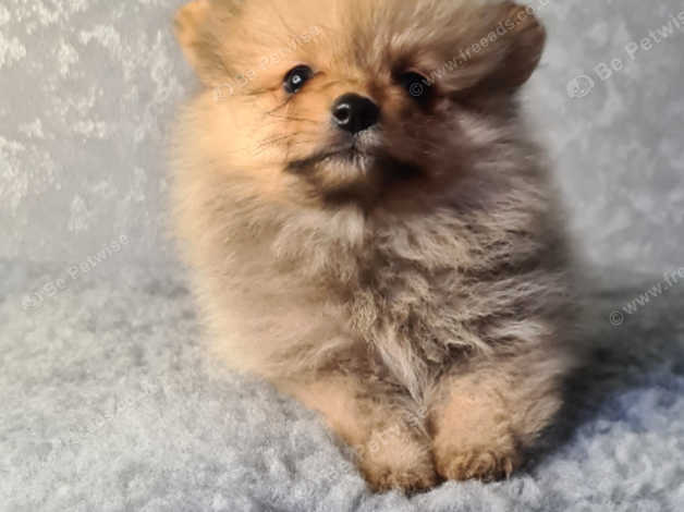 8 week hot sale old pomeranian