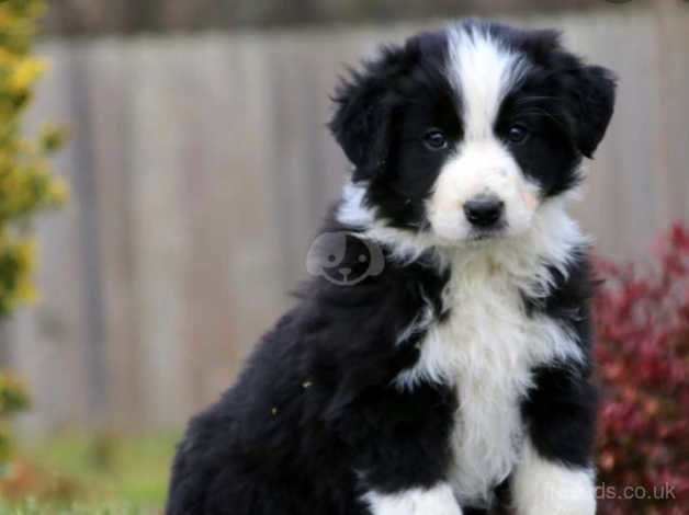 Borderdoodle puppies for hot sale sale near me