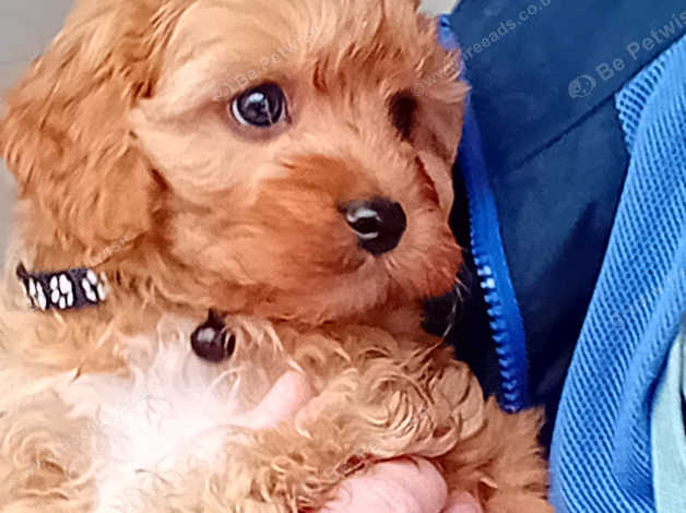 Red best sale apricot cavapoo