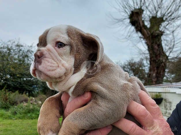 Old tyme bulldog sales rescue