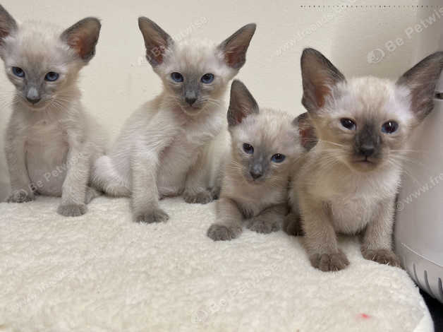 Gorgeous Siamese Blue And Chocolate Point Kittens in Liverpool on ...