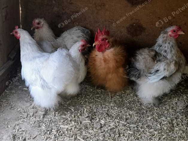 Pair Silkie Feathered Pekins in Honiton EX14 on Freeads Classifieds ...