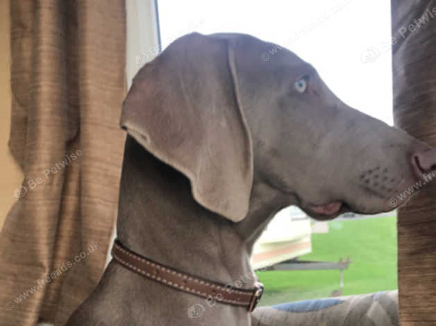 Weimaraner 1 best sale year old