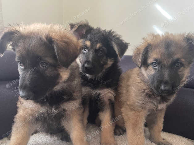 German Shepherd Puppies in Inverness on Freeads Classifieds - German ...