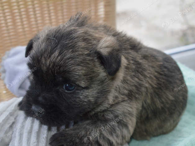 Cairn puppies best sale